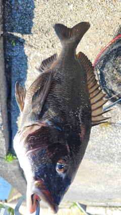 クロダイの釣果