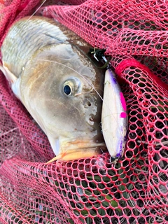 コイの釣果