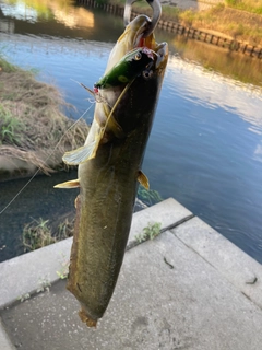 ナマズの釣果