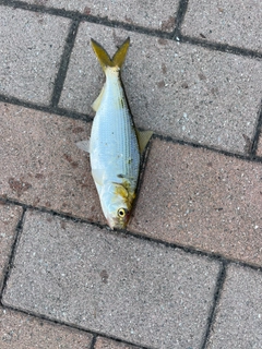 コノシロの釣果