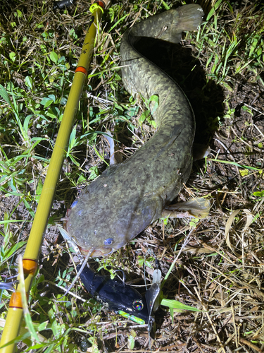 ナマズの釣果