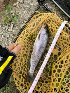 ニジマスの釣果