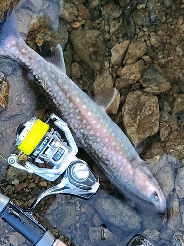 アメマスの釣果