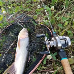 ハスの釣果