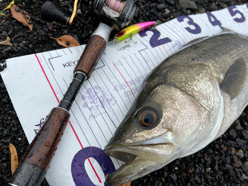 シーバスの釣果