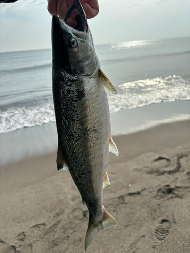 サクラマスの釣果