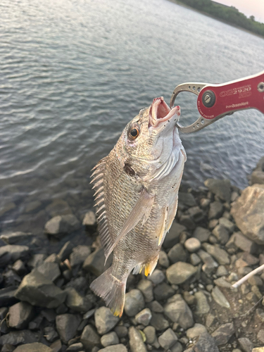 キビレの釣果