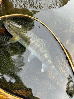 ヤマメの釣果