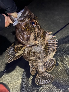 オウゴンムラソイの釣果