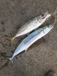 サゴシの釣果