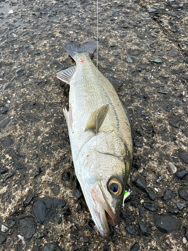 マリナタウン海浜公園