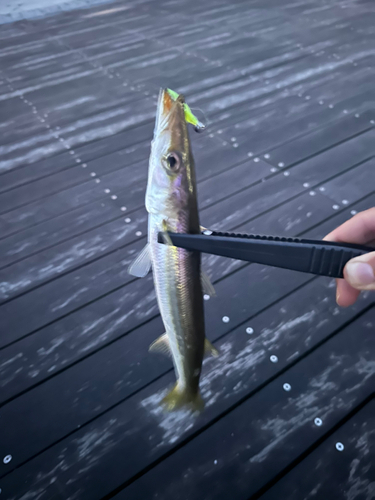 カマスの釣果