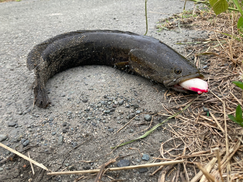 ライギョの釣果