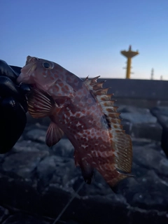 カサゴの釣果