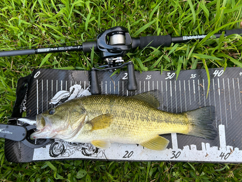 ブラックバスの釣果