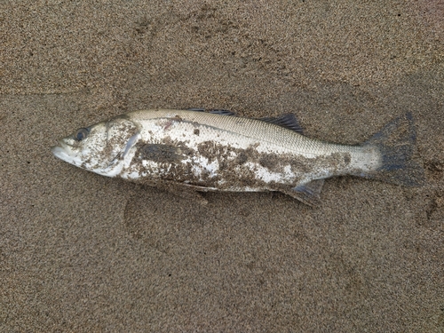 スズキの釣果