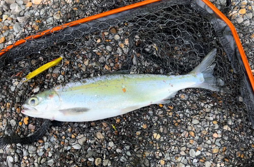 チップの釣果