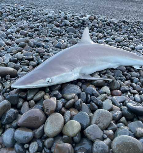 サメの釣果