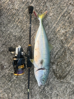 ワカシの釣果