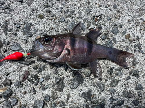 ヨコスジイシモチの釣果