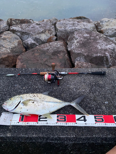 オニヒラアジの釣果