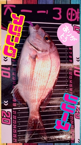 マダイの釣果