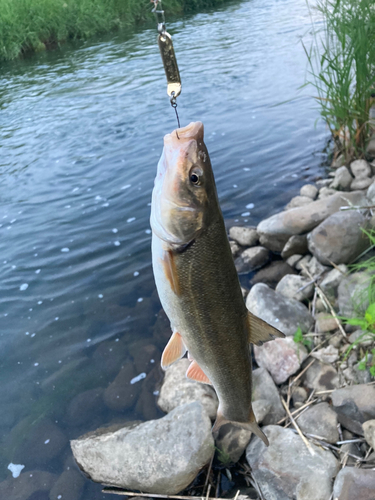 ウグイの釣果