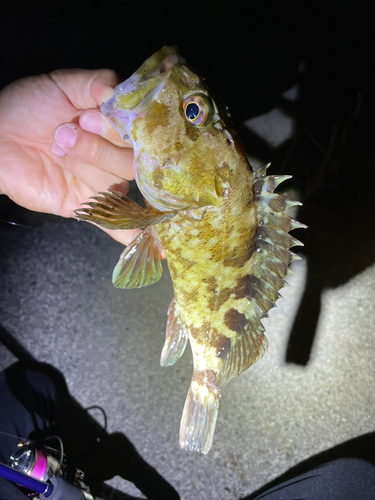 平磯海づり公園