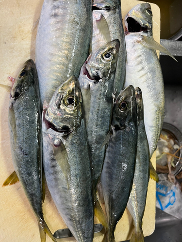 マルアジの釣果