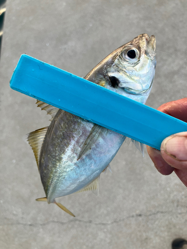 マアジの釣果