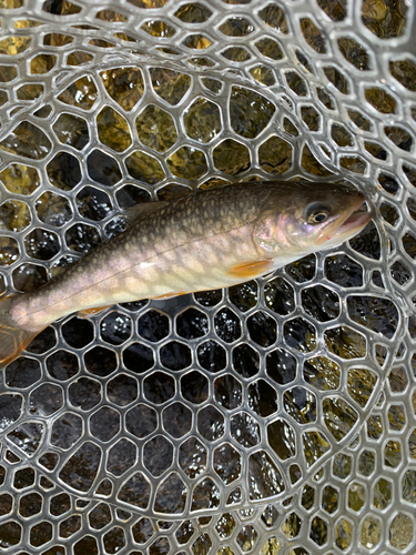 イワナの釣果