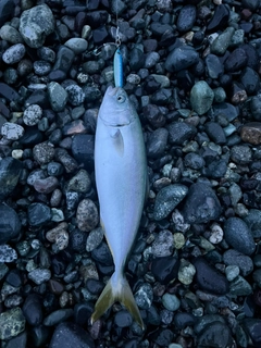 ワカシの釣果