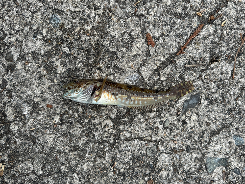 アナハゼの釣果