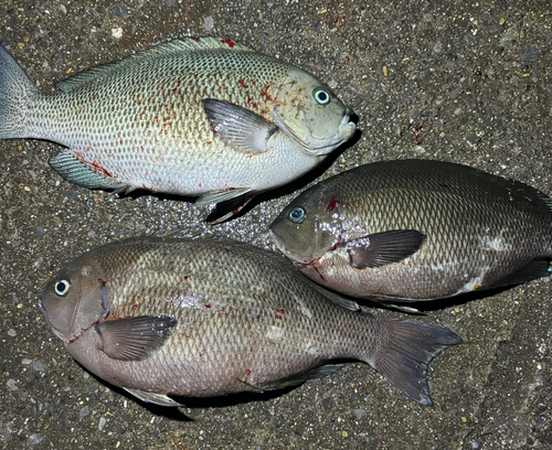 メジナの釣果