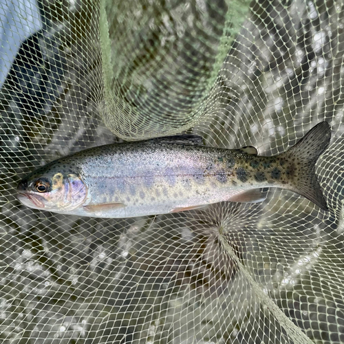 ニジマスの釣果