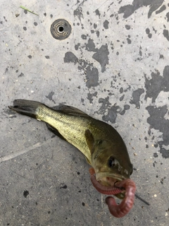 ブラックバスの釣果