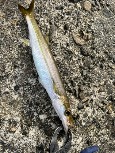 カマスの釣果