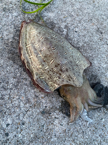 モンゴウイカの釣果