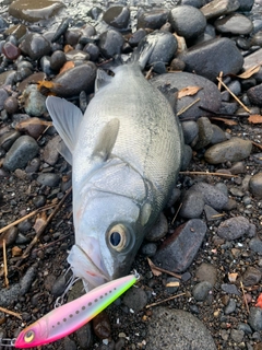 セイゴ（ヒラスズキ）の釣果