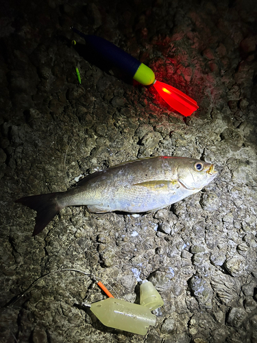 イサキの釣果