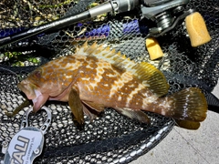 アコウの釣果