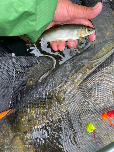 ニジマスの釣果