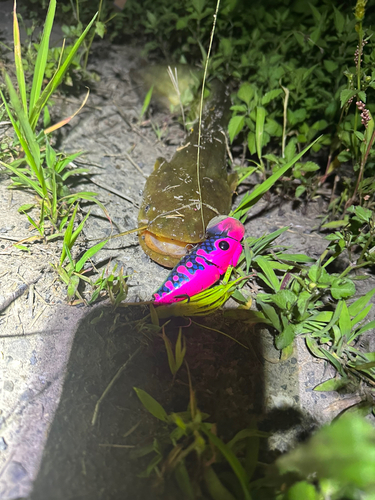 マナマズの釣果