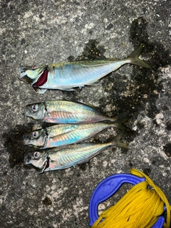 アジの釣果