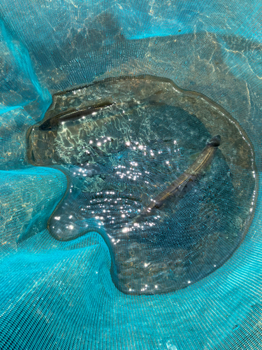 アユの釣果