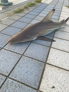ツマグロの釣果
