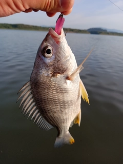 キビレの釣果