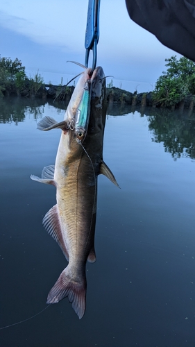 アメリカナマズの釣果