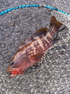 アコウの釣果