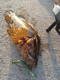 タケノコメバルの釣果